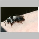 Andrena cineraria - Sandbiene w04e mit Stylops.jpg